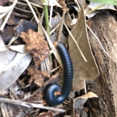 Diplopoda (class) (Unidentified millipede) at Meroo National Park - 14 Jul 2018 by Winston