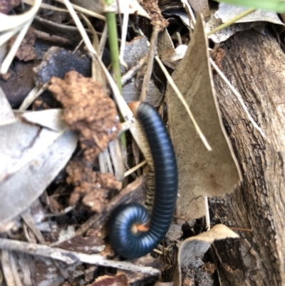 Diplopoda (class) (Unidentified millipede) at Meroo National Park - 14 Jul 2018 by Winston
