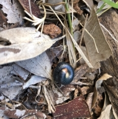 Diplopoda (class) at Meroo National Park - 14 Jul 2018 11:08 AM