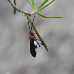 Pycnobraconoides sp. (genus) at Tennent, ACT - 22 Apr 2018 07:33 AM