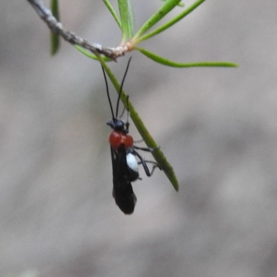 Pycnobraconoides sp. (genus) (A Braconid wasp) at Tennent, ACT - 21 Apr 2018 by YumiCallaway