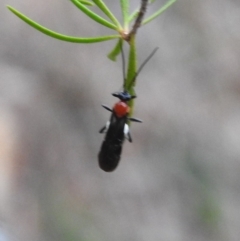 Pycnobraconoides sp. (genus) at Tennent, ACT - 22 Apr 2018