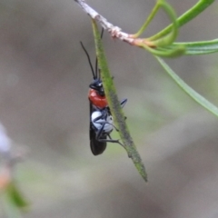 Pycnobraconoides sp. (genus) at Tennent, ACT - 22 Apr 2018 07:33 AM