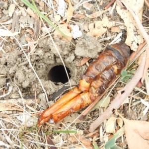 Hepialidae (family) at Paddys River, ACT - 22 Apr 2018