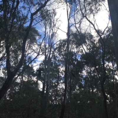 Zanda funerea (Yellow-tailed Black-Cockatoo) at Tanja, NSW - 14 Jul 2018 by Rose