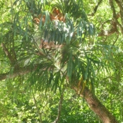 Platycerium bifurcatum (Elkhorn) at Conjola, NSW - 1 Dec 2011 by Firegirl54