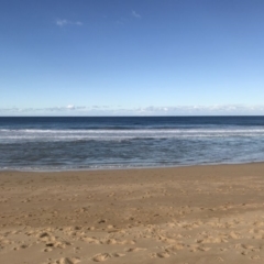 Eubalaena australis (Southern Right Whale) at Tathra, NSW - 14 Jul 2018 by Rose