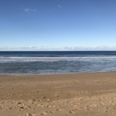 Eubalaena australis (Southern Right Whale) at Tathra, NSW - 14 Jul 2018 by Rose