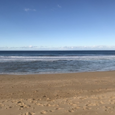 Eubalaena australis (Southern Right Whale) at Tathra, NSW - 14 Jul 2018 by Rose