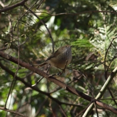 Acanthiza pusilla (Brown Thornbill) at Tennent, ACT - 14 Jul 2018 by MatthewFrawley