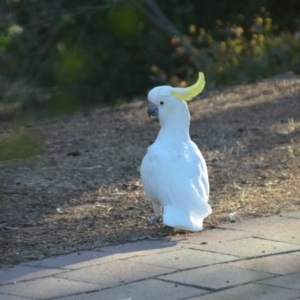 Cacatua galerita at Wamboin, NSW - 23 Feb 2018 10:55 AM