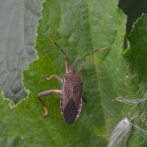 Amorbus sp. (genus) at Wamboin, NSW - 25 Feb 2018