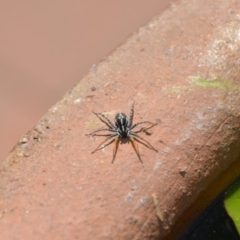 Nyssus coloripes at Wamboin, NSW - 28 Feb 2018