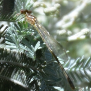 Coenagrionidae (family) at Wamboin, NSW - 28 Feb 2018 05:23 PM