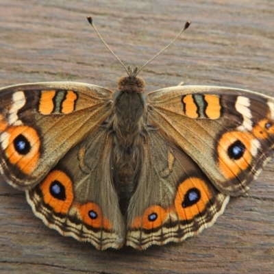 Junonia villida (Meadow Argus) at Paddys River, ACT - 22 Apr 2018 by YumiCallaway