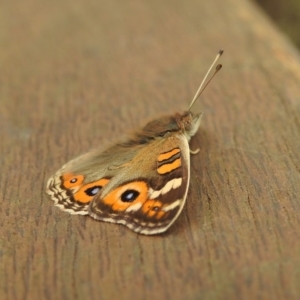 Junonia villida at Paddys River, ACT - 22 Apr 2018