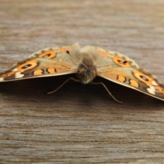 Junonia villida at Paddys River, ACT - 22 Apr 2018 09:39 AM