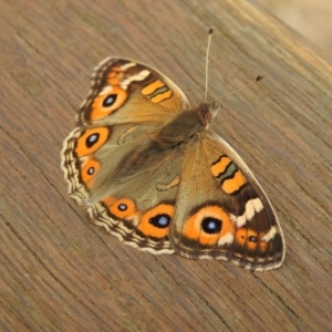 Junonia villida at Paddys River, ACT - 22 Apr 2018 09:39 AM