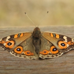 Junonia villida at Paddys River, ACT - 22 Apr 2018 09:39 AM