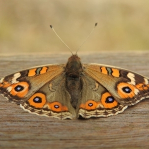 Junonia villida at Paddys River, ACT - 22 Apr 2018