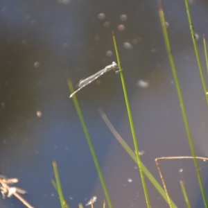 Austrolestes sp. (genus) at Wamboin, NSW - 28 Feb 2018