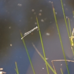 Austrolestes sp. (genus) at Wamboin, NSW - 28 Feb 2018 05:31 PM