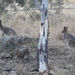 Notamacropus rufogriseus (Red-necked Wallaby) at Tharwa, ACT - 22 Apr 2018 by YumiCallaway