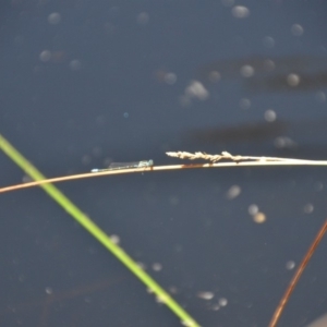 Zygoptera (suborder) at Wamboin, NSW - 28 Feb 2018 05:31 PM