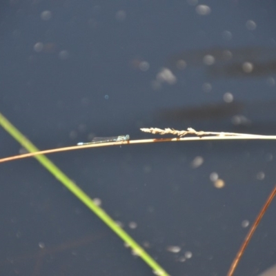 Zygoptera (suborder) (Damselfly) at Wamboin, NSW - 28 Feb 2018 by natureguy