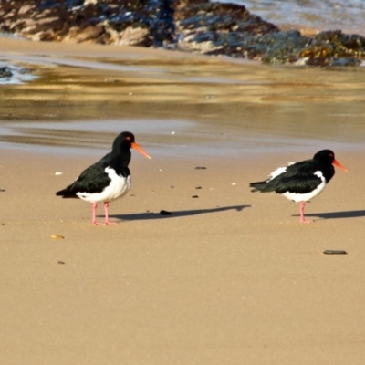 Haematopus longirostris (Australian Pied Oystercatcher) at Wapengo, NSW - 20 Jun 2018 by RossMannell