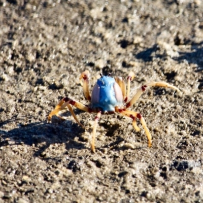 Mictyris longicarpus (Soldier Crab) at Wapengo, NSW - 21 Jun 2018 by RossMannell
