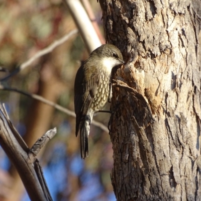 Cormobates leucophaea (White-throated Treecreeper) at Jerrabomberra, ACT - 14 Jul 2018 by Mike