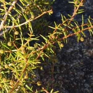 Acacia ulicifolia at Jerrabomberra, ACT - 14 Jul 2018 05:13 PM