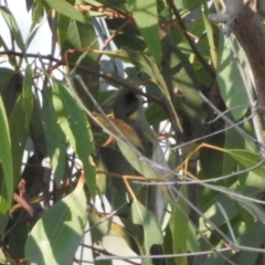 Ptilotula fusca (Fuscous Honeyeater) at Majura, ACT - 23 Apr 2018 by YumiCallaway