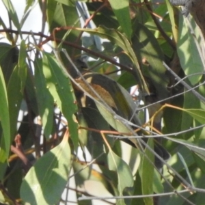 Ptilotula fusca at Majura, ACT - 23 Apr 2018 08:40 AM