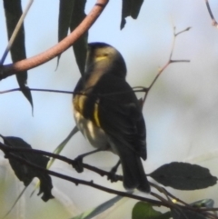 Ptilotula fusca at Majura, ACT - 23 Apr 2018 08:40 AM