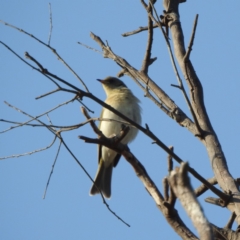 Ptilotula fusca at Majura, ACT - 23 Apr 2018 08:40 AM