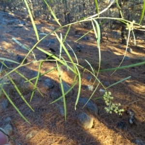 Acacia suaveolens at Jerrabomberra, ACT - 14 Jul 2018