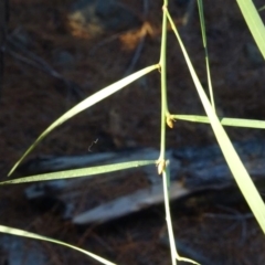 Acacia suaveolens at Jerrabomberra, ACT - 14 Jul 2018