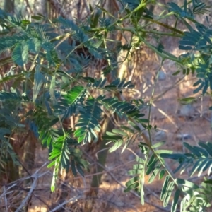 Acacia sp. at Jerrabomberra, ACT - 15 Jul 2018 01:43 PM