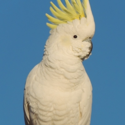 Cacatua galerita (Sulphur-crested Cockatoo) at Conder, ACT - 14 Jul 2018 by MichaelBedingfield