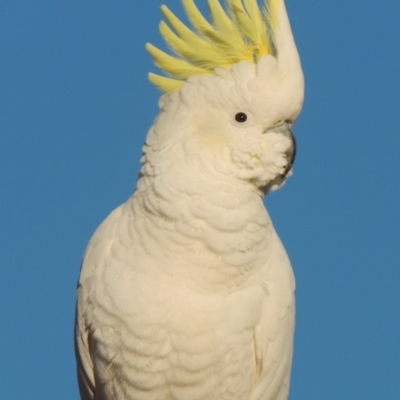 Cacatua galerita (Sulphur-crested Cockatoo) at Conder, ACT - 13 Jul 2018 by michaelb