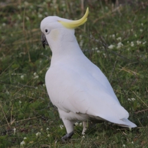 Cacatua galerita at Banks, ACT - 15 Sep 2014