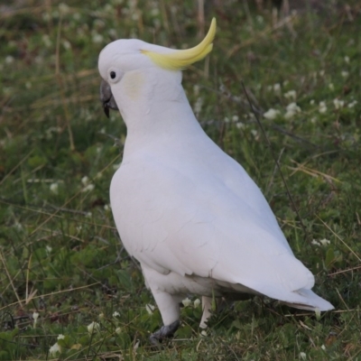 Cacatua galerita (Sulphur-crested Cockatoo) at Banks, ACT - 15 Sep 2014 by michaelb