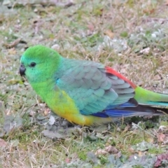 Psephotus haematonotus (Red-rumped Parrot) at Greenway, ACT - 14 Jul 2014 by michaelb