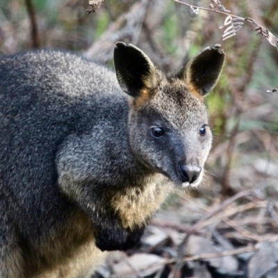 Wallabia bicolor (Swamp Wallaby) at Wapengo, NSW - 23 Jun 2018 by RossMannell