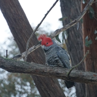 Callocephalon fimbriatum (Gang-gang Cockatoo) at Lake George, NSW - 10 Jul 2018 by MPennay