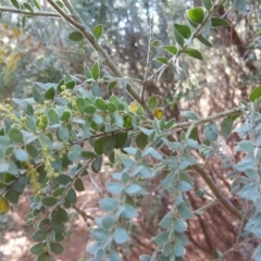 Acacia vestita (Hairy Wattle) at Jerrabomberra, ACT - 15 Jul 2018 by Mike