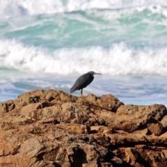 Egretta sacra (Eastern Reef Egret) at Murrah, NSW - 25 Jun 2018 by RossMannell