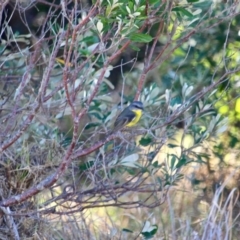 Eopsaltria australis (Eastern Yellow Robin) at Murrah, NSW - 25 Jun 2018 by RossMannell